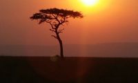 Sunset over a tree in the Kenya Masai Mara savannah