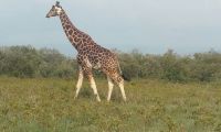 A griraffe walking in the Amboseli National Reserve