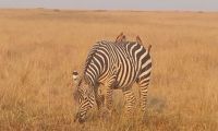 A Zebra grazing in the Masai Mara Plains