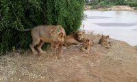 Lion Playing with Cubs
