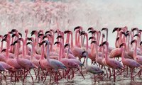 Flamingoes sighted on a lake Naivasha Safari
