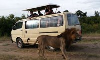 A lion gets near a Safari Van