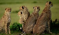 Cheetahs on the lookout for prey