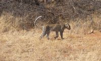 A leopard in the Bush