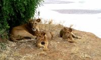 A lion resting with Cubs under a shade