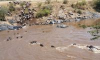 Wildebeests crossing the mara river