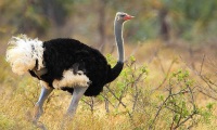 Somali-Ostrich