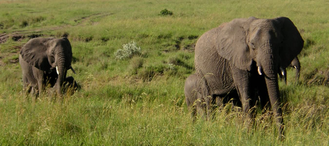 Kenya Safari Destinations